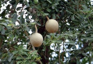 Wood apple fruit